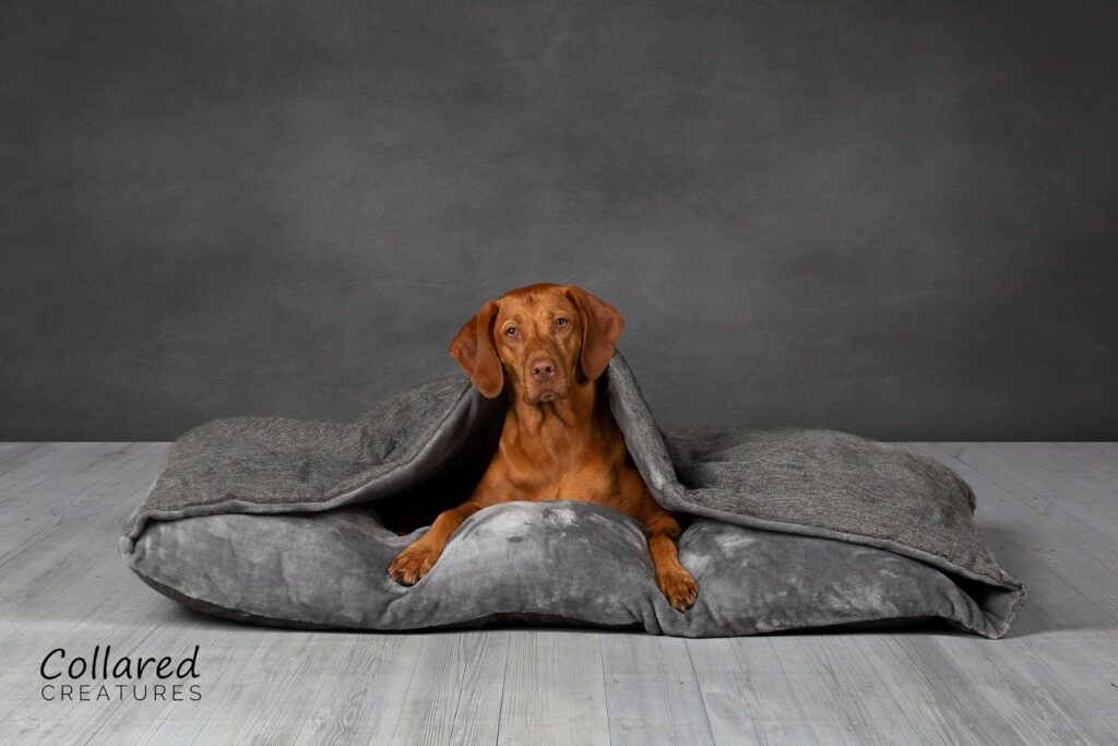 collared creatures cave bed